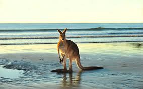 Australia Kangaroo